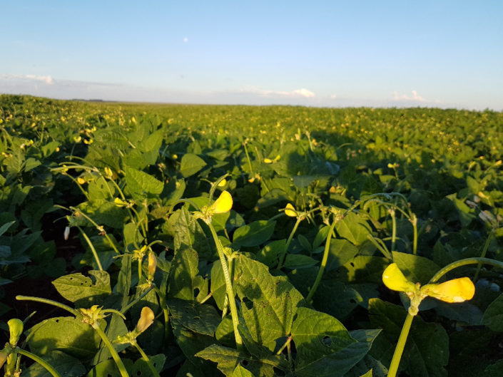 Produção de sementes de feijão caupi sob irrigação MT